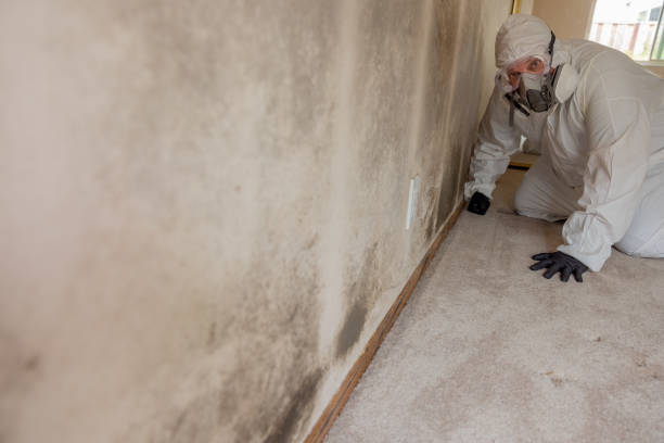 Best Basement Mold Removal  in Brielle, NJ